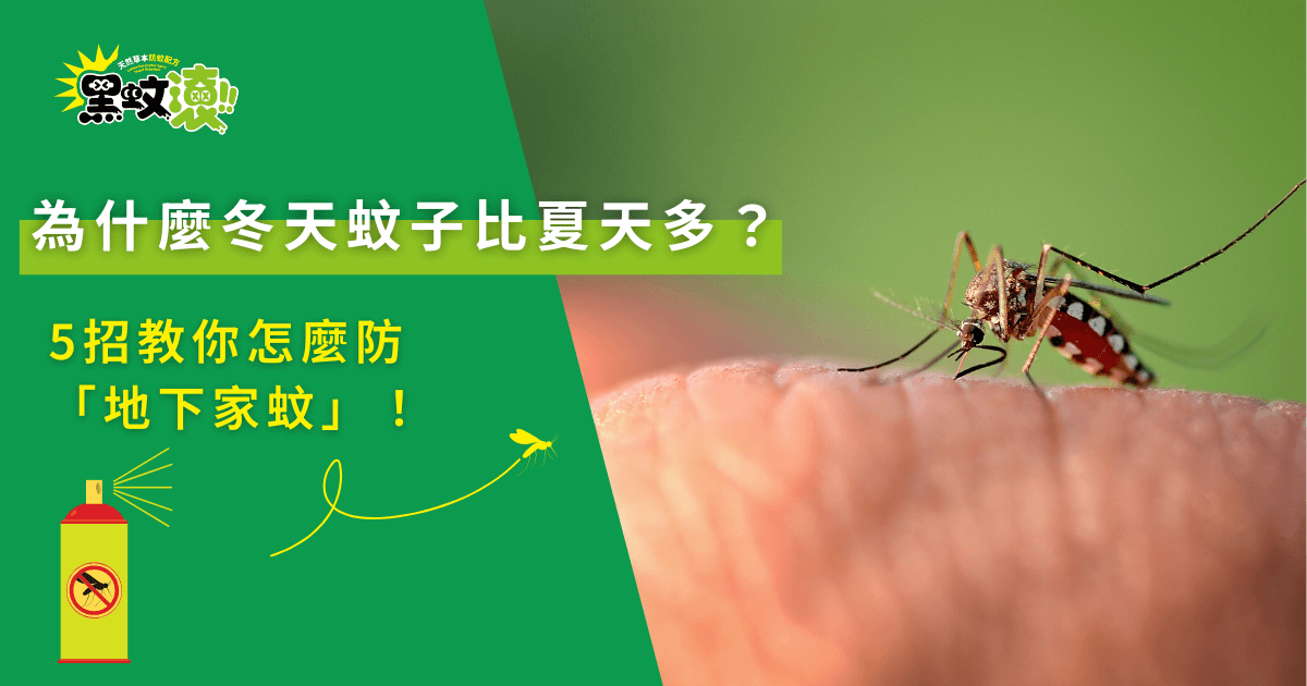 冬天蚊子比夏天多？地下家蚊防蚊懶人包宣傳圖