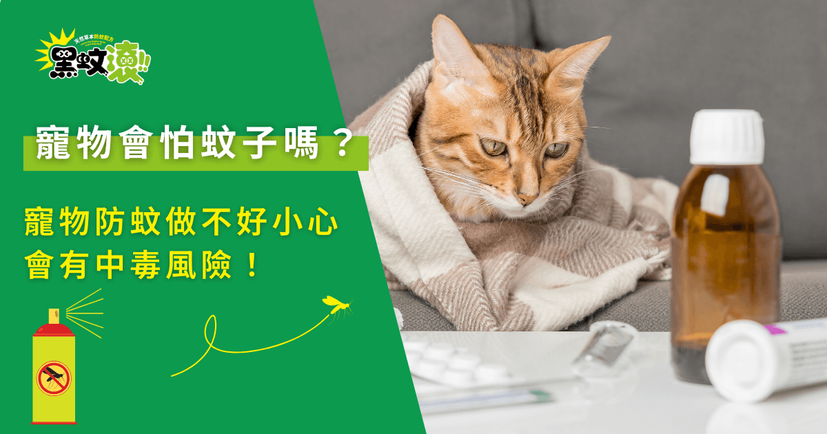 寵物會怕蚊子嗎？貓咪居家防蚊不當可能產生中毒風險的警示畫面