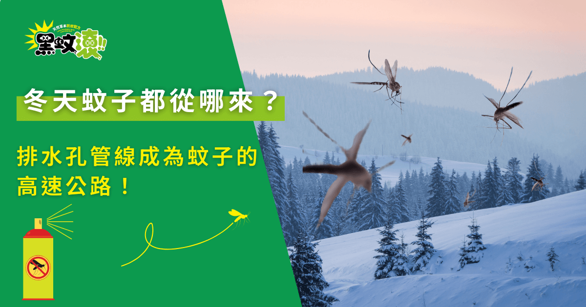冬季環境中出現蚊子示意圖，說明蚊子透過排水孔與管線在寒冬進入室內活動